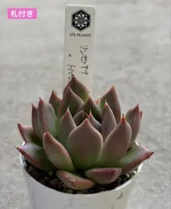 多肉植物　エケベリア　オーズプランツ　リンゼアナ　コロラータ　札付き