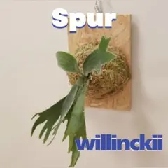 2026年最新】willinckii spurの人気アイテム - メルカリ