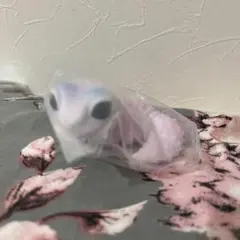 レオパとクレス