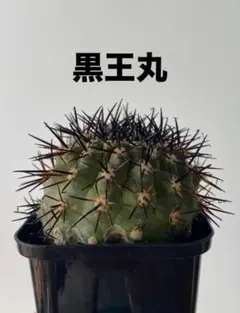 特大サイズ 自根 コピアポア シネレア 黒王丸 姫野翔太 蜂付き 2025年最新】コピアポア 黒王丸の人気アイテム - メルカリ