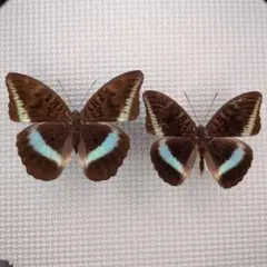 角極太野生標本超特大レッドカブトムシ82mm頭角19.3mm胸角5.7mmぐらい