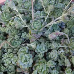 多肉植物 マジョール カット苗 25カット セダム - メルカリ
