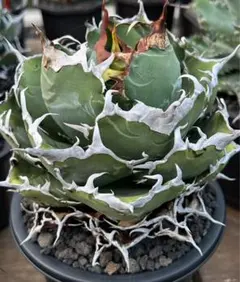 アガベチタノタ子株セット 子株販売 アガベ チタノタ スーパーチタノタ