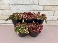 ぶっちゃん様 リクエスト 2点 まとめ商品