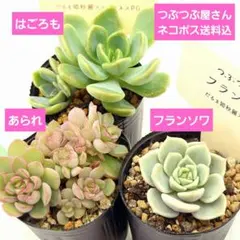2026年最新】つぶつぶ屋の人気アイテム - メルカリ