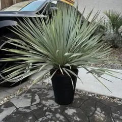 ちぱさん専用　ユッカ　ロストラータ　トリプルヘッド 3頭　ロスト　福岡　引取限定 ちぱさん専用 ユッカ ロストラータ トリプルヘッド 3頭 ロスト