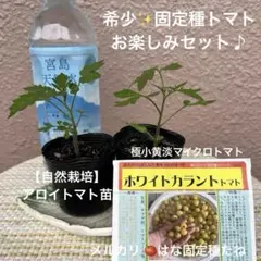 \ 미라큘러스 고정종 2종／ 알로이 토마토&화이트 커런트 토마토 2종 세트 ✨ 자연 재배