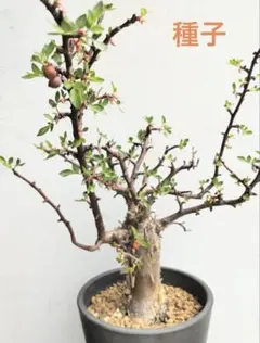 プルセラ　ファガロイデス種子8粒のサムネイル