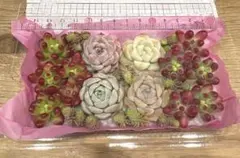 カット苗セット 多肉
