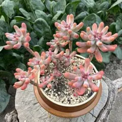 まき様 リクエスト 3点 まとめ商品