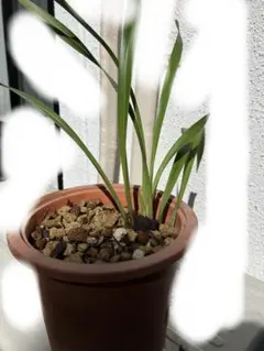 R8年キンリョウヘン花芽4本#10 - メルカリ