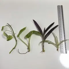 専用　千両＆根付き　ポトス2種苗、ムラサキゴテン苗、オリヅルラン苗　根付き4種