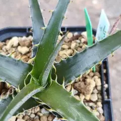 2026年最新】Dyckia brauniiの人気アイテム - メルカリ