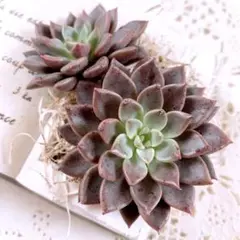 2025年最新】エルメス 多肉の人気アイテム - メルカリ