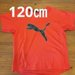 PUMA DRY CELL レッド Tシャツ120㎝