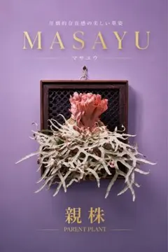ビカクシダ P. willinckii 'Masayu' sporeling - メルカリ