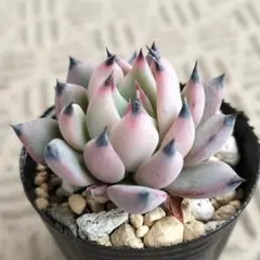 2026年最新】紫紺の矢の人気アイテム - メルカリ