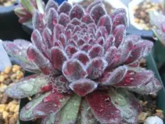 ★海乃凪沙★ 介護中 プロフィール必読♪様 リクエスト 2点 まとめ商品