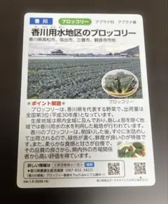 水の恵み施設カード 香川用水地区のブロッコリー