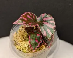 ベゴニア ジュラウ ぼっち株 ❀✿Begonia Julau✿❀のサムネイル