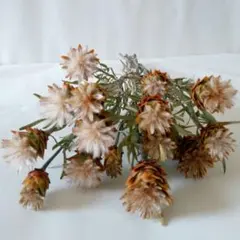 2025年最新】リューカデンドロンプルモサムの人気アイテム - メルカリ