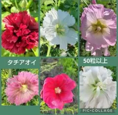 タチアオイ 種 8種類 mix 50粒以上