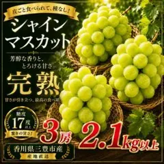 完熟シャインマスカット 3房1.9kg以上｜糖度17度以上｜朝採れ・同日出荷 完熟シャインマスカット 3房1.9kg以上｜糖度17度以上｜朝採れ・同日