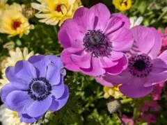 べー様 リクエスト 2点 まとめ商品