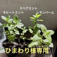 モヒートミント苗 3苗セット - メルカリ