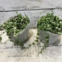 斑入り♡グリーンネックレス♡多肉植物♡ - メルカリ
