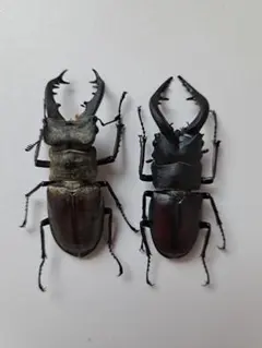 2026年最新】昆虫標本 クワガタの人気アイテム - メルカリ