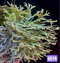 2025年最新】YELLOW MOON ビカクシダの人気アイテム - メルカリ