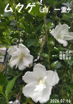 ■ムクゲ Ｅ（一重.白い花）高さ10cm 【匿名配送】のサムネイル
