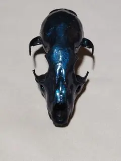 アライグマ(Procyon lotor)　頭骨(下顎無し)