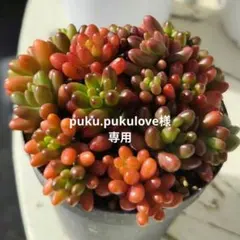 puku.pukulove様専用