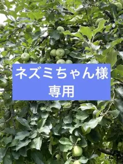 5.ネズミちゃん様専用　摘果りんご