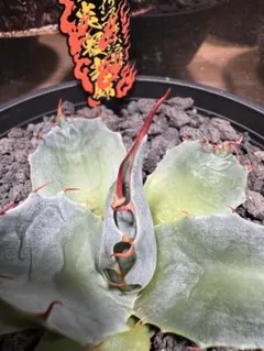 アガベ 妖炎 ×頼光錦　ハイブリッド 観葉植物