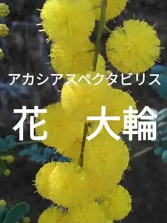ミモザ　アカシア　スペクタビリス　切り花　生花　ドライフラワー　リース　等々　他