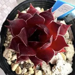 多肉植物 センペルビウム ストロベリーキウイ No.155【青】 - メルカリ