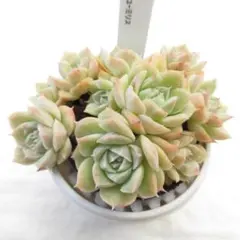 T*a様 ドンド×ヒューミリス 群生 実生苗 多肉植物 96