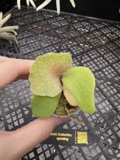 ビカクシダ Golden Boy 1.5号 Sporeling (102) 2025年最新】golden boy ビカクシダの人気アイテム - メルカリ