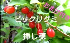 ビックリグミ　挿し穂用新梢　枝　ネコポスいっぱい　おまけ付きのサムネイル