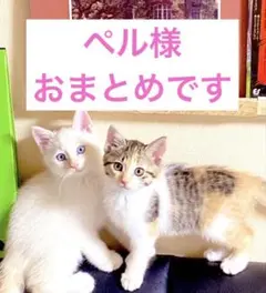 ペル様 リクエスト 3点 まとめ商品