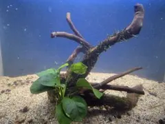 バルテリー巻きブランチウッド大サイズ - メルカリ