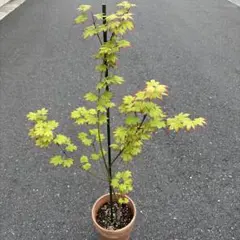 モミジ 彗星 鉢植え 苗木 H60cm前後 イロハモミジ ヤマモミジ カエデ