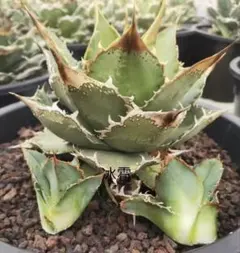 2026年最新】ブツブツの人気アイテム - メルカリ