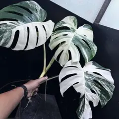 2025年最新】ホワイトタイガー モンステラの人気アイテム - メルカリ