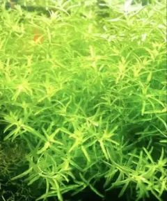 マサミ様 リクエスト 2点 まとめ商品