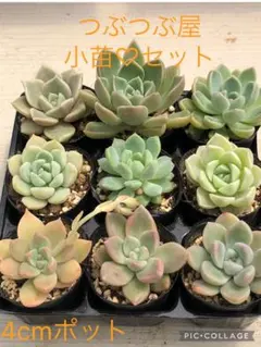 多肉植物 ミックスベリア♡小苗セット - メルカリ