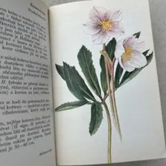 2026年最新】植物図鑑 洋書の人気アイテム - メルカリ